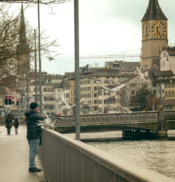 A man feeding seagulls on the Limmat bridge with St. Peter's clock tower behind